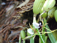 Prosthechea pastoris