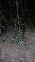Maxillaria graminifolia
