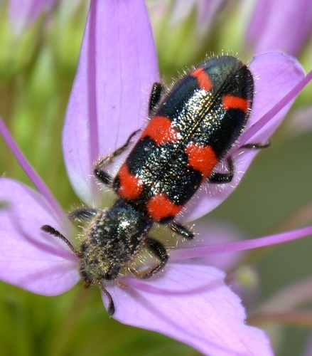 Red-blue Checkered Beetle