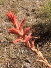 Castilleja subinclusa