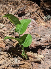Smilax californica