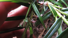 Maxillaria graminifolia