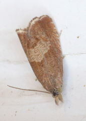 Dichrorampha acuminatana