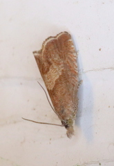 Dichrorampha acuminatana