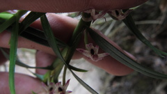 Maxillaria graminifolia