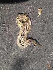 Pantherophis obsoletus