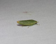 Rugosana querci