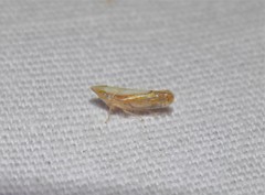 Scaphytopius elegans