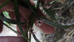 Maxillaria graminifolia