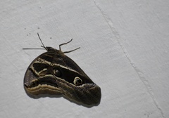 Eryphanis aesacus