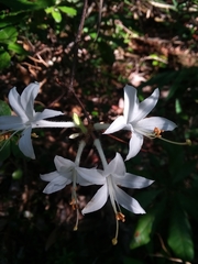 Rhododendron serrulatum