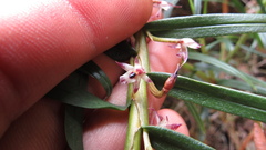 Maxillaria graminifolia