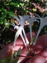 Rhododendron serrulatum