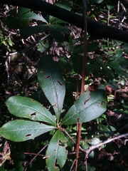 Rhododendron serrulatum