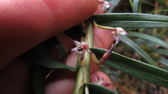 Maxillaria graminifolia