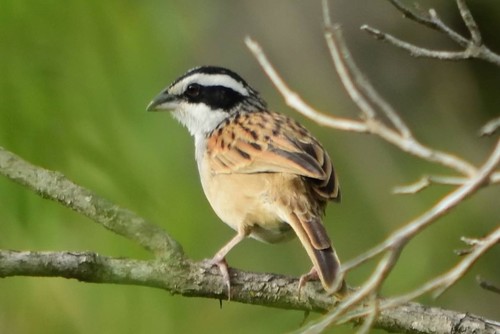 Subspecies Peucaea ruficauda acuminata · iNaturalist