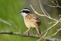 Peucaea ruficauda acuminata