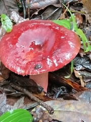 Russula