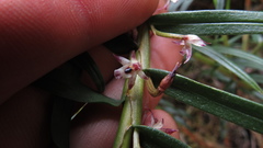 Maxillaria graminifolia