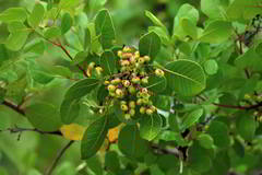 Rhus virens