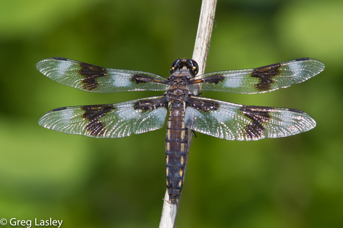 Eight-spotted Skimmer