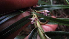 Maxillaria graminifolia