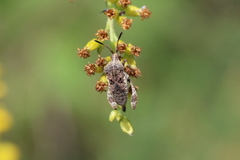 Merocoris