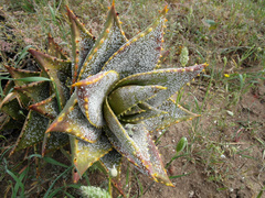 Aloe distans