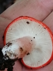 Russula