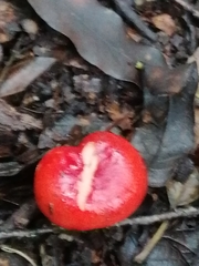 Russula