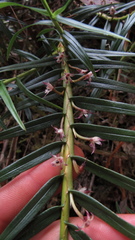 Maxillaria graminifolia