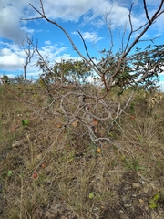 Hancornia speciosa