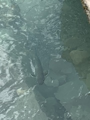 Salvelinus confluentus