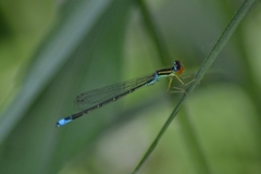 Enallagma antennatum