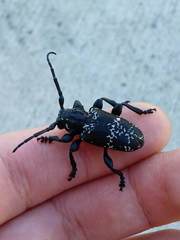 Acanthoderes funeraria