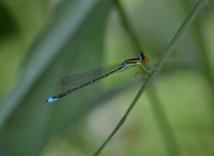 Enallagma antennatum
