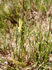 Spiranthes diluvialis