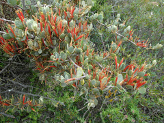 Septulina glauca