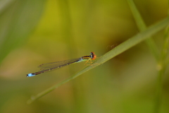 Enallagma antennatum
