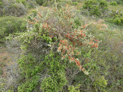 Septulina glauca