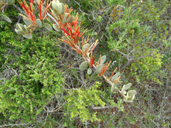 Septulina glauca