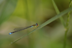 Enallagma antennatum