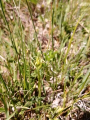Spiranthes diluvialis