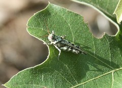 Spharagemon marmorata marmorata