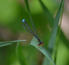 Enallagma antennatum