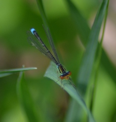 Enallagma antennatum