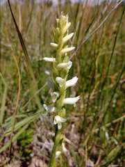 Spiranthes diluvialis