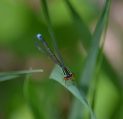Enallagma antennatum