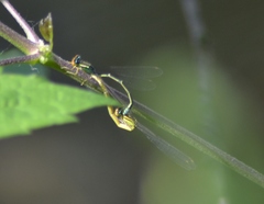 Enallagma antennatum