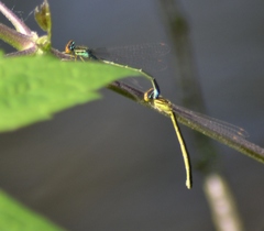 Enallagma antennatum